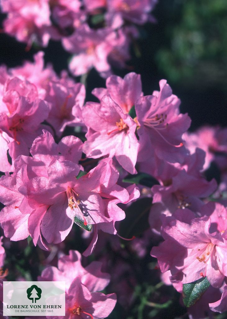 Rhododendron 'Praecox'