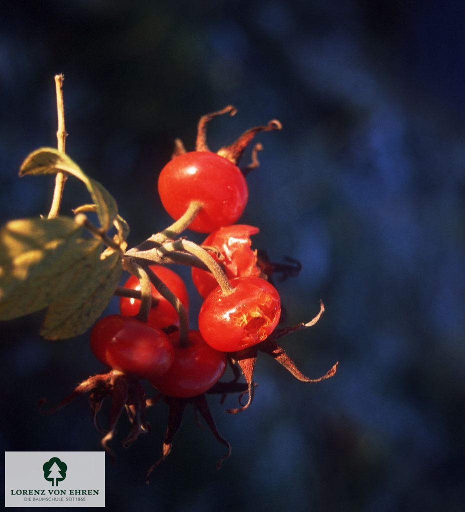 Rosa rugosa