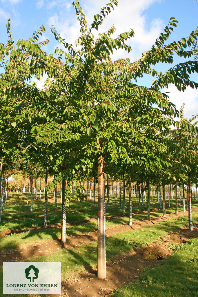 Prunus yedoensis