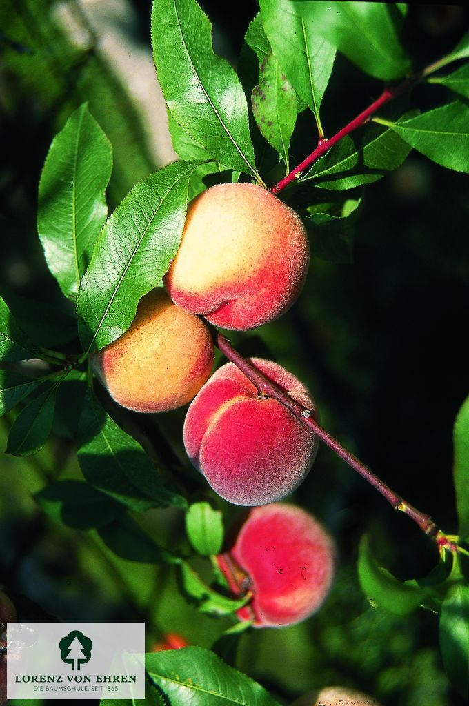 Prunus persica 'Rekord von Alfter'