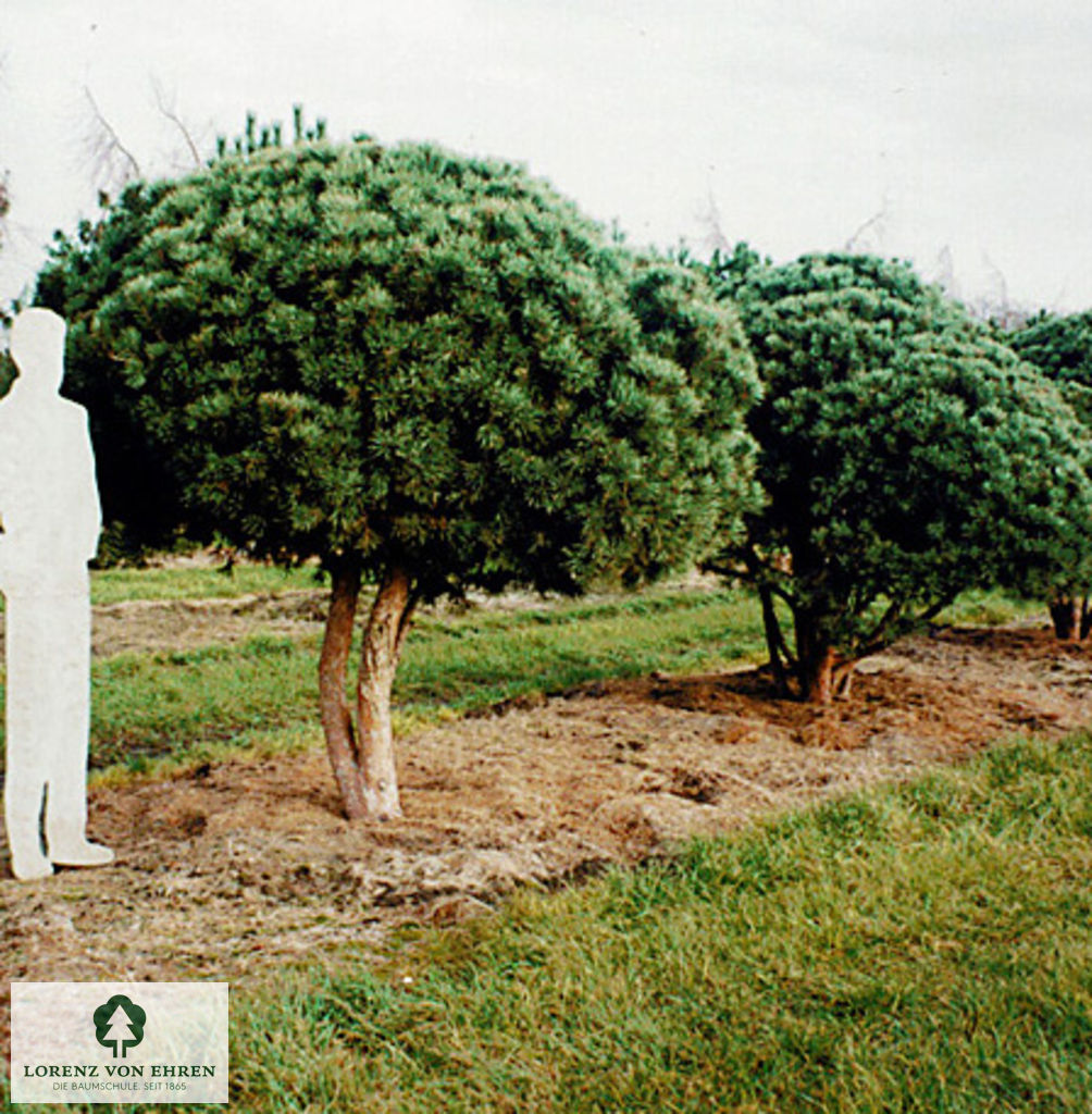 Pinus sylvestris 'Watereri'