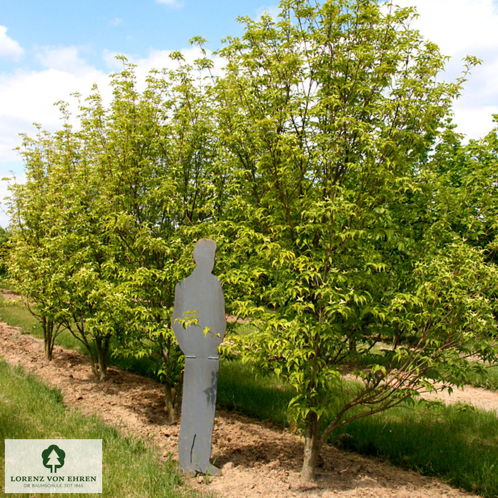 Cornus kousa 'Milky Way'