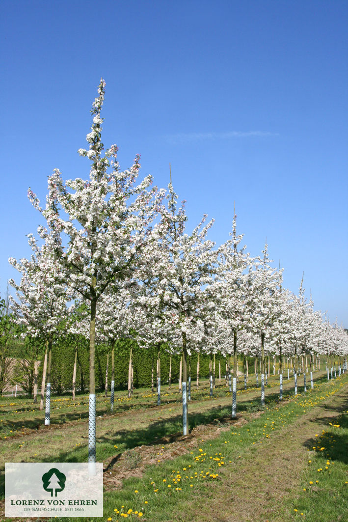 Malus evereste Hochstamm  Frühling