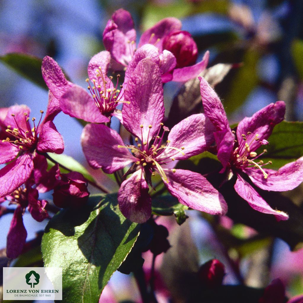 Malus 'Profusion'