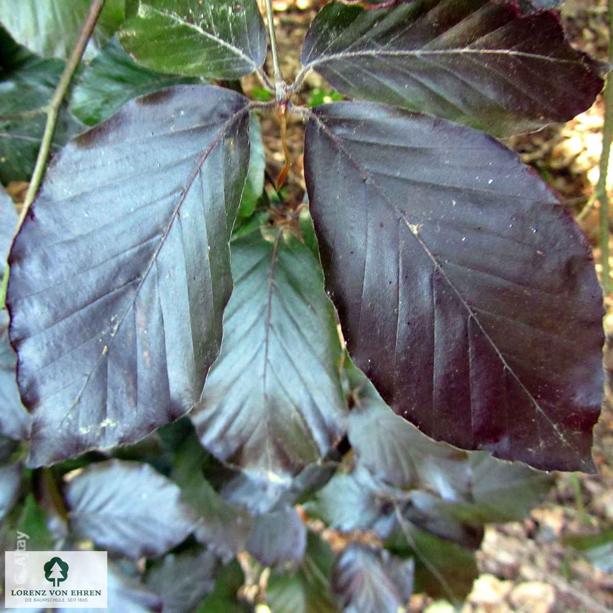 Fagus sylvatica 'Purpurea Pendula'