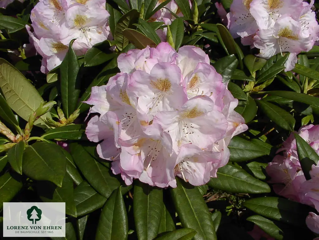 Rhododendron Hybride 'Brigitte'