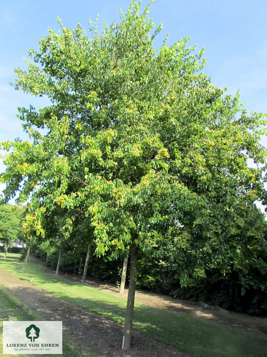 Acer buergerianum