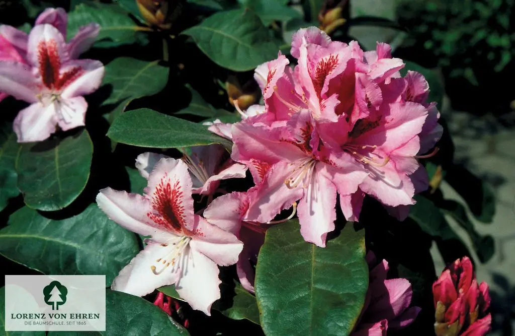 Rhododendron Hybride 'Furnivall's Daughter'