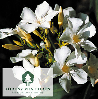 Nerium oleander 'Weiß'