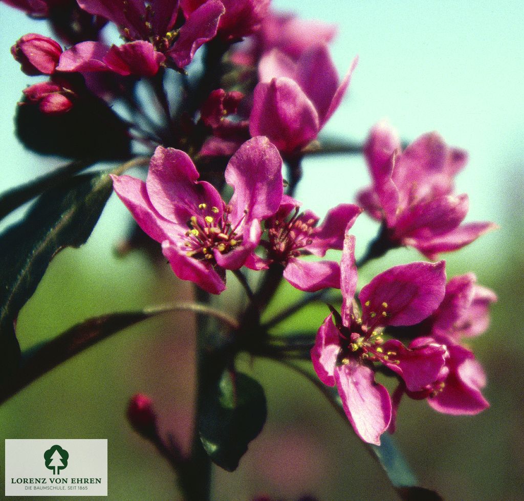 Malus 'Nicoline'