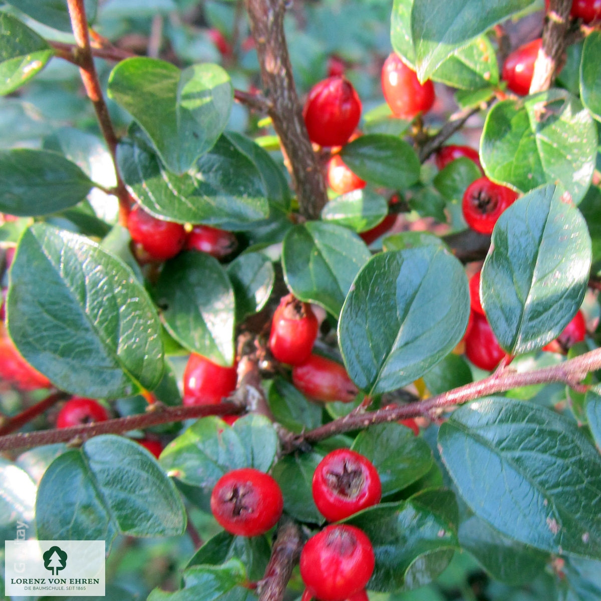 Cotoneaster divaricatus