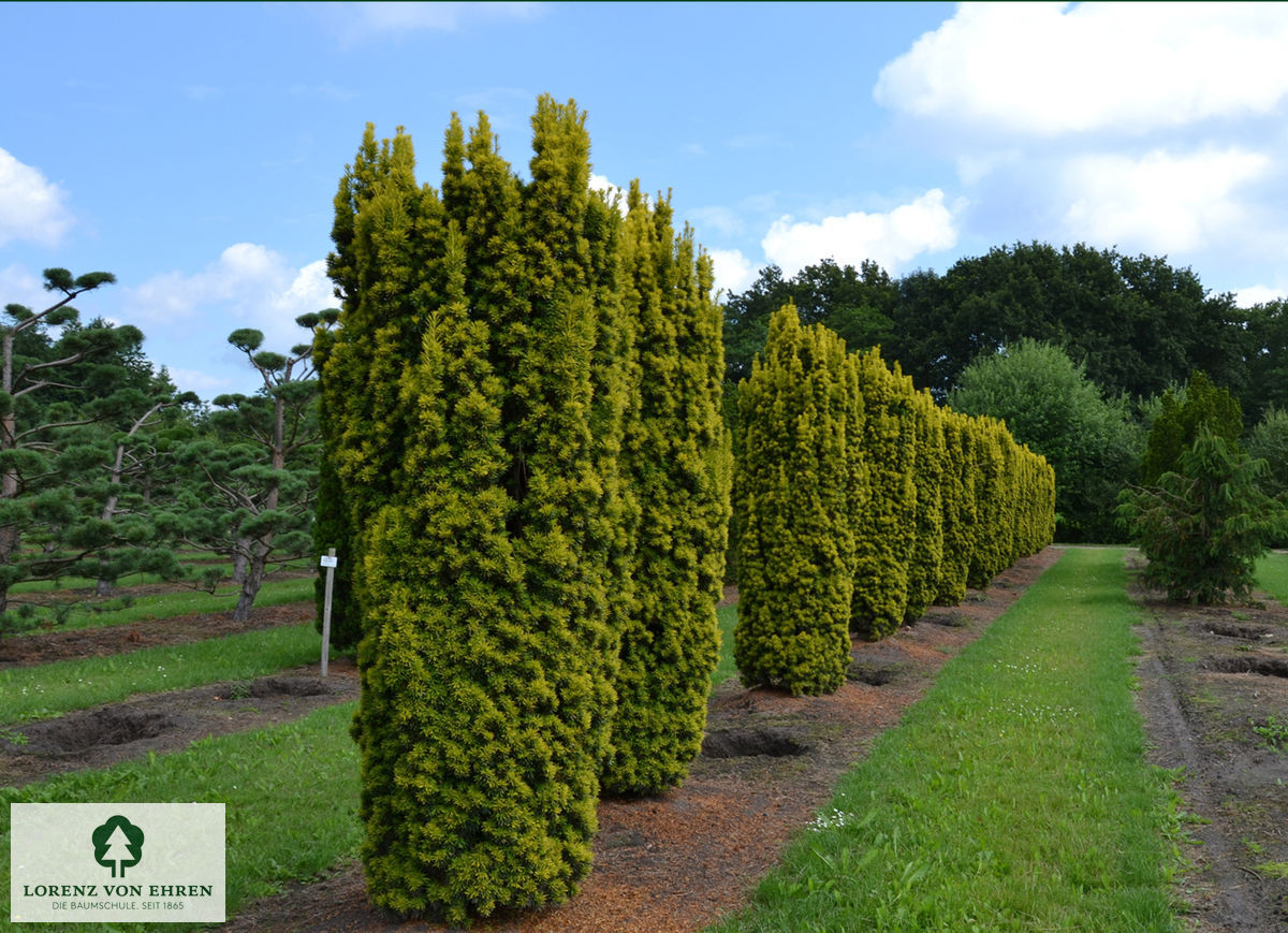 Taxus baccata 'Fastigiata Aureomarginata'