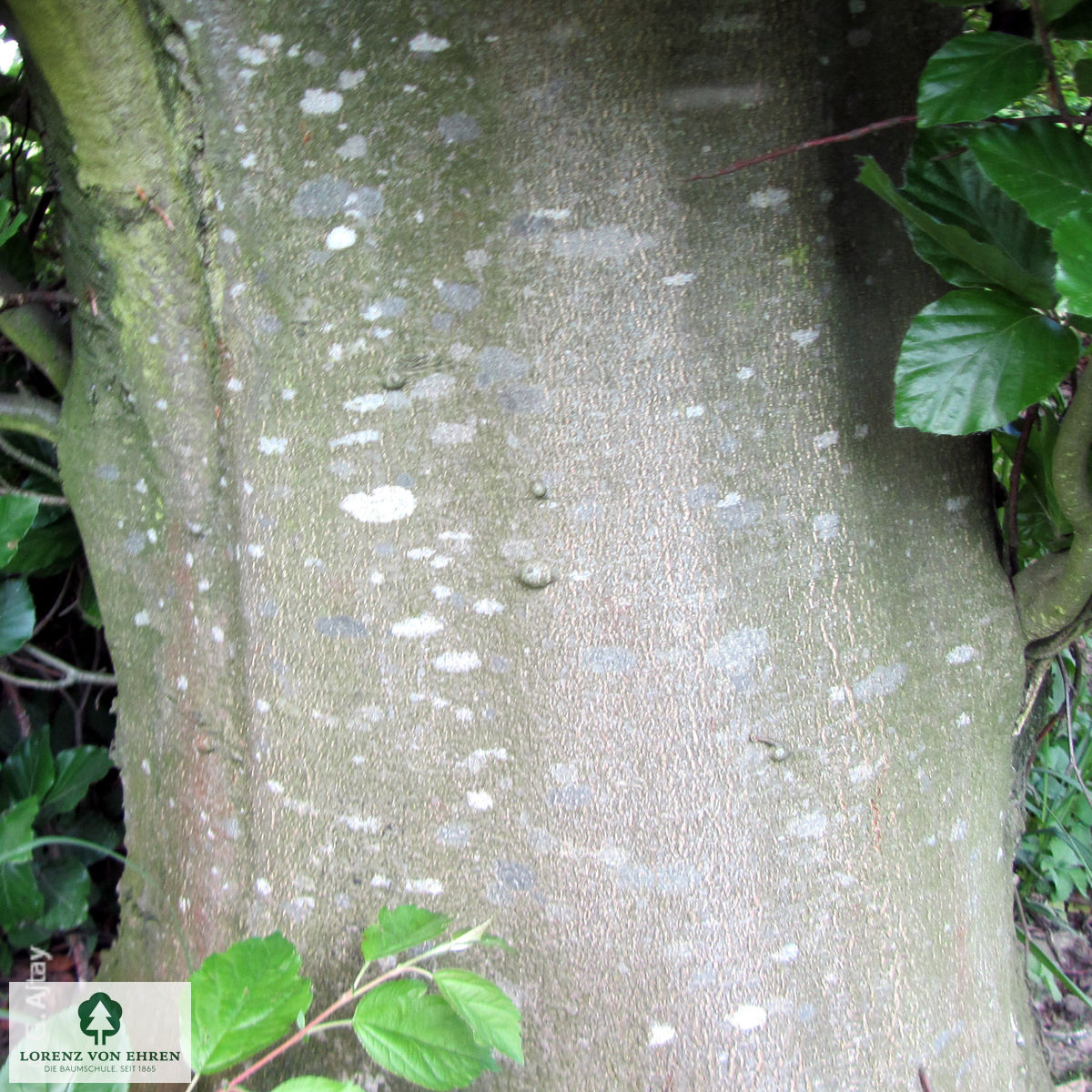 Fagus sylvatica 'Dawyck'