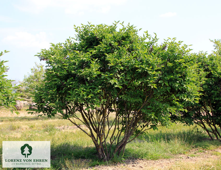 Syringa patula 'Miss Kim'