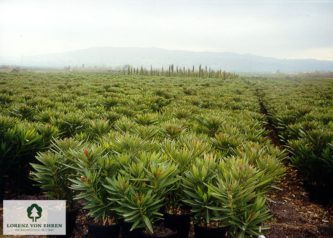 Nerium oleander 'in Farben'