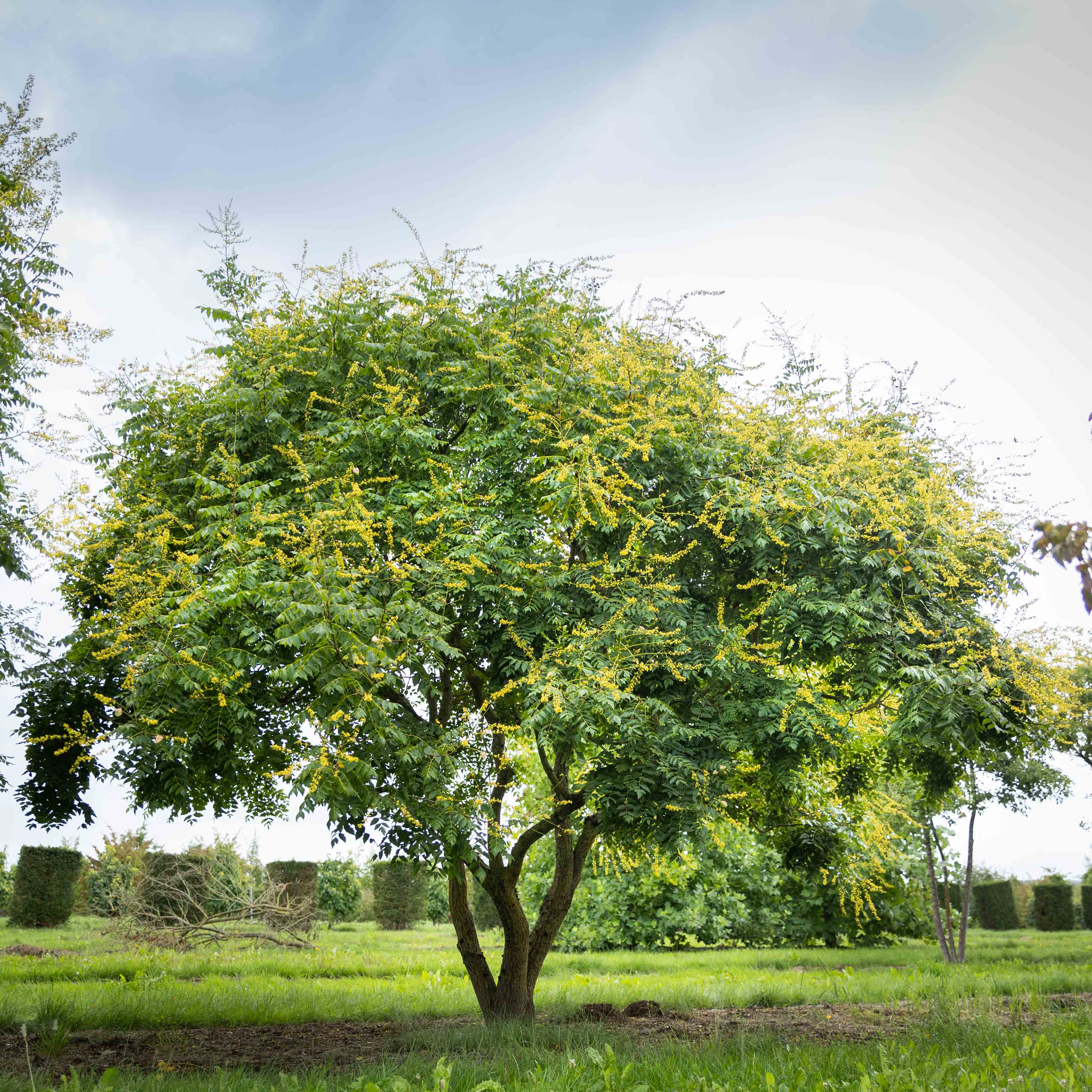 Ein wunderschöner mehrstämmig gewachsener Baum
