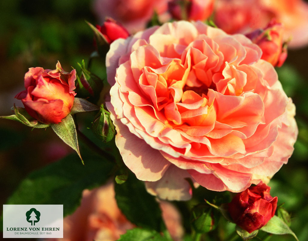 Rosa 'Marie Curie'