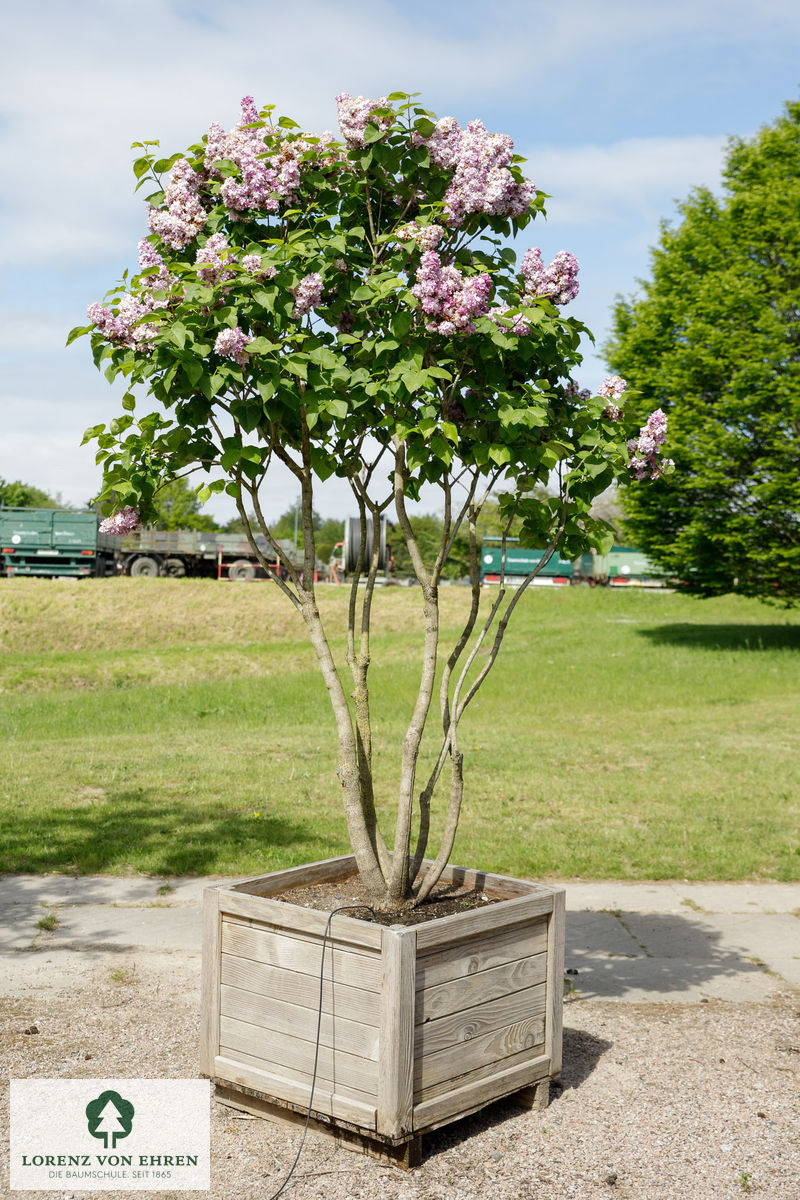 Syringa vulgaris 'Andenken an Ludwig Späth'