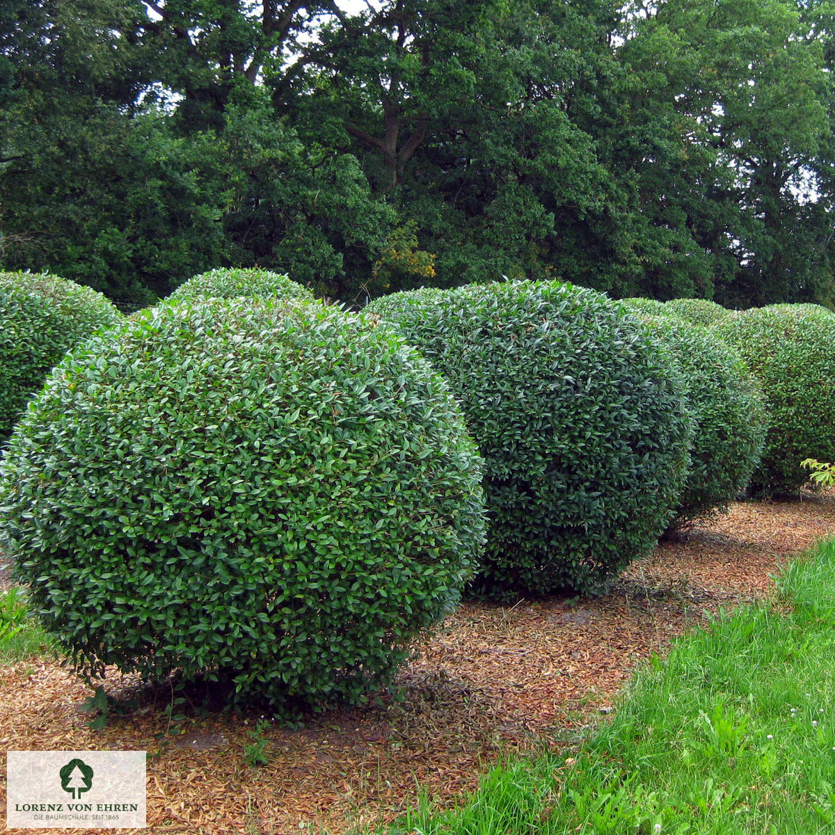 Ligustrum vulgare 'Atrovirens'