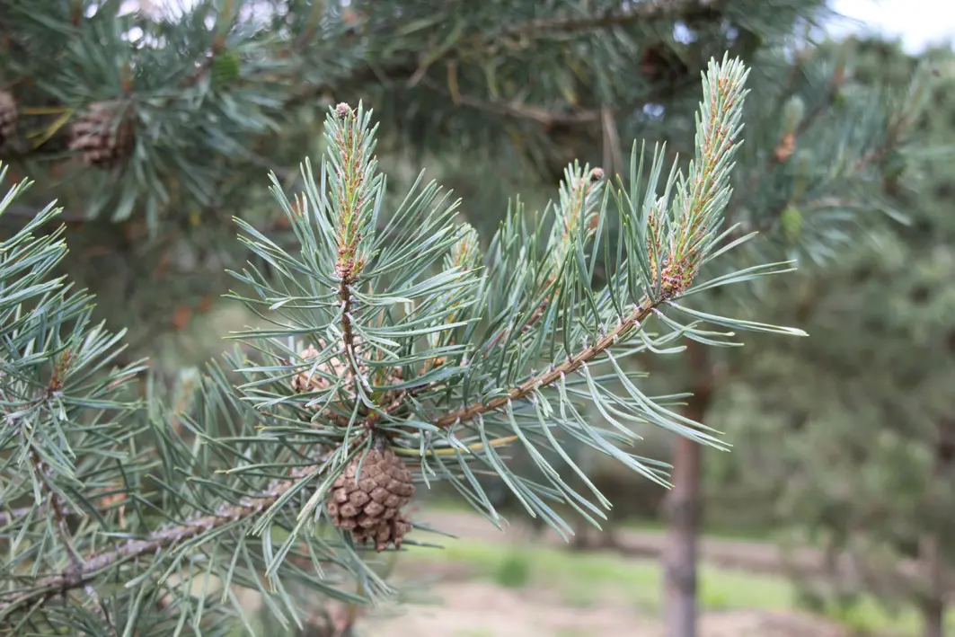 Pinus sylvestris Unikat