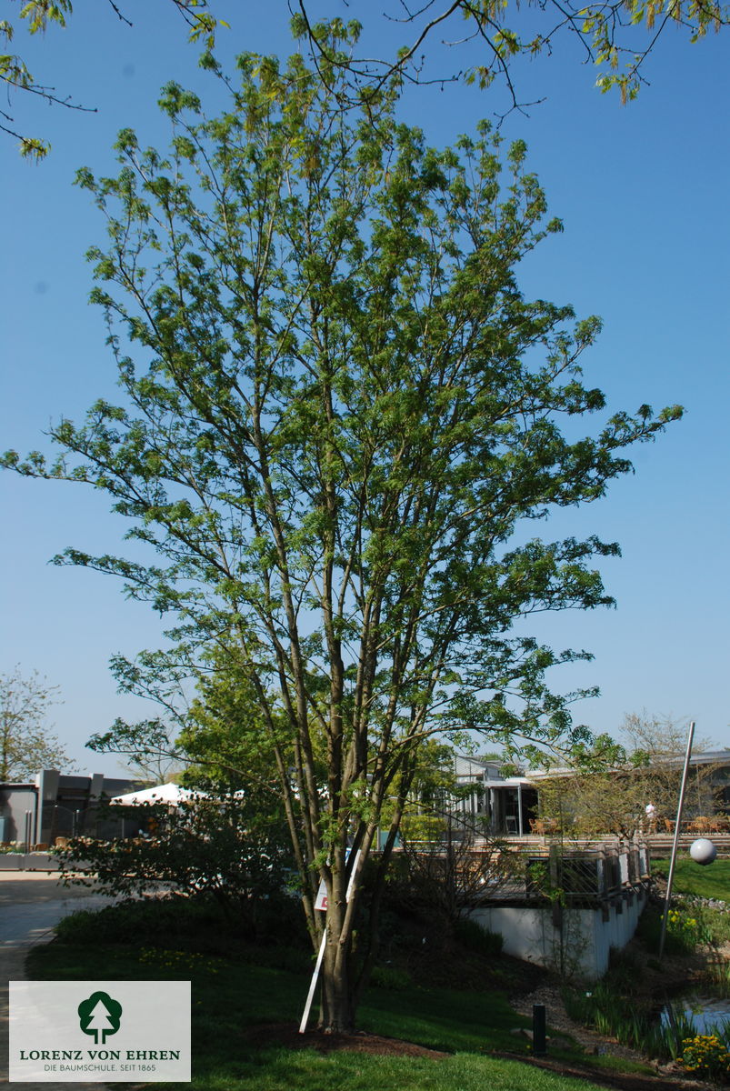 Sorbus serotina