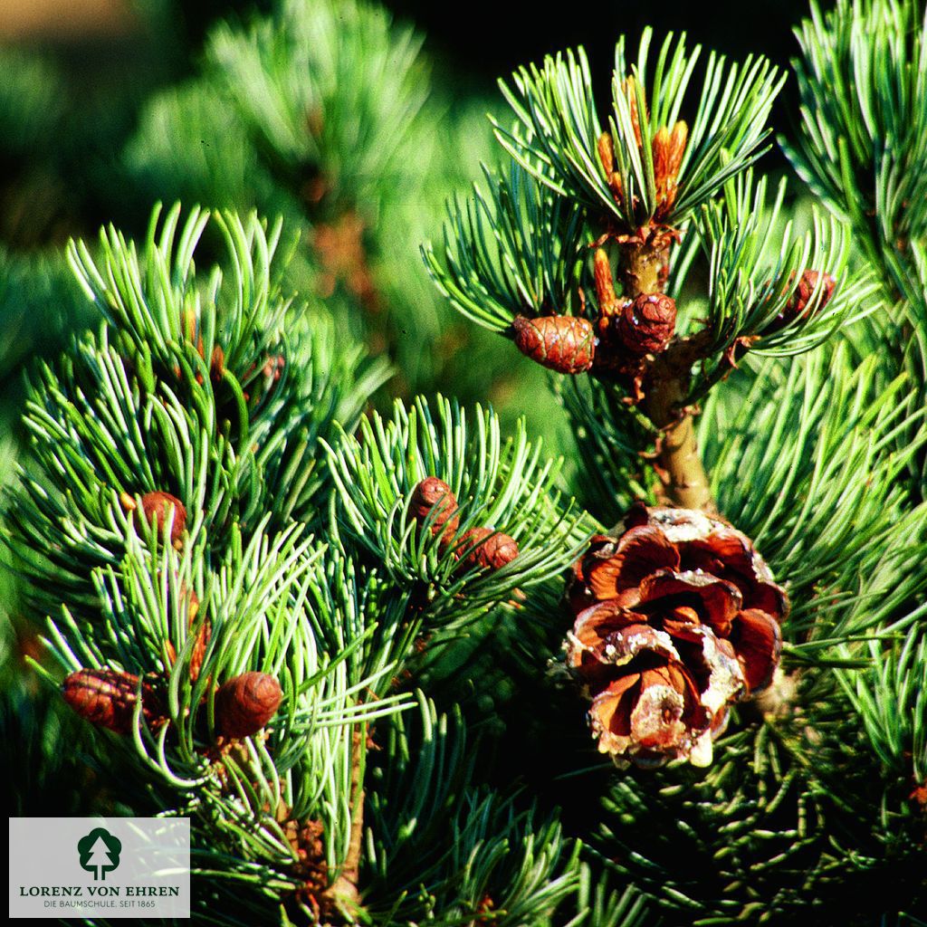 Pinus parviflora 'Negishi'