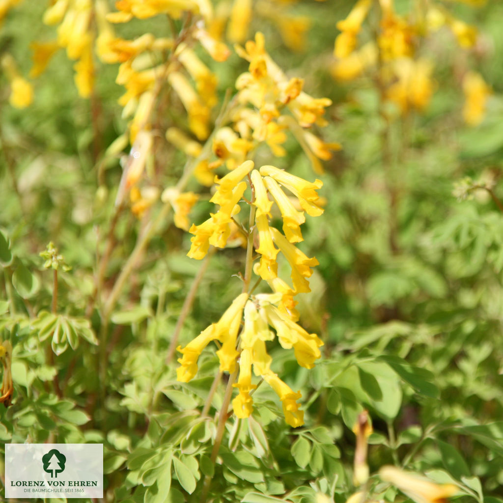 Corydalis lutea