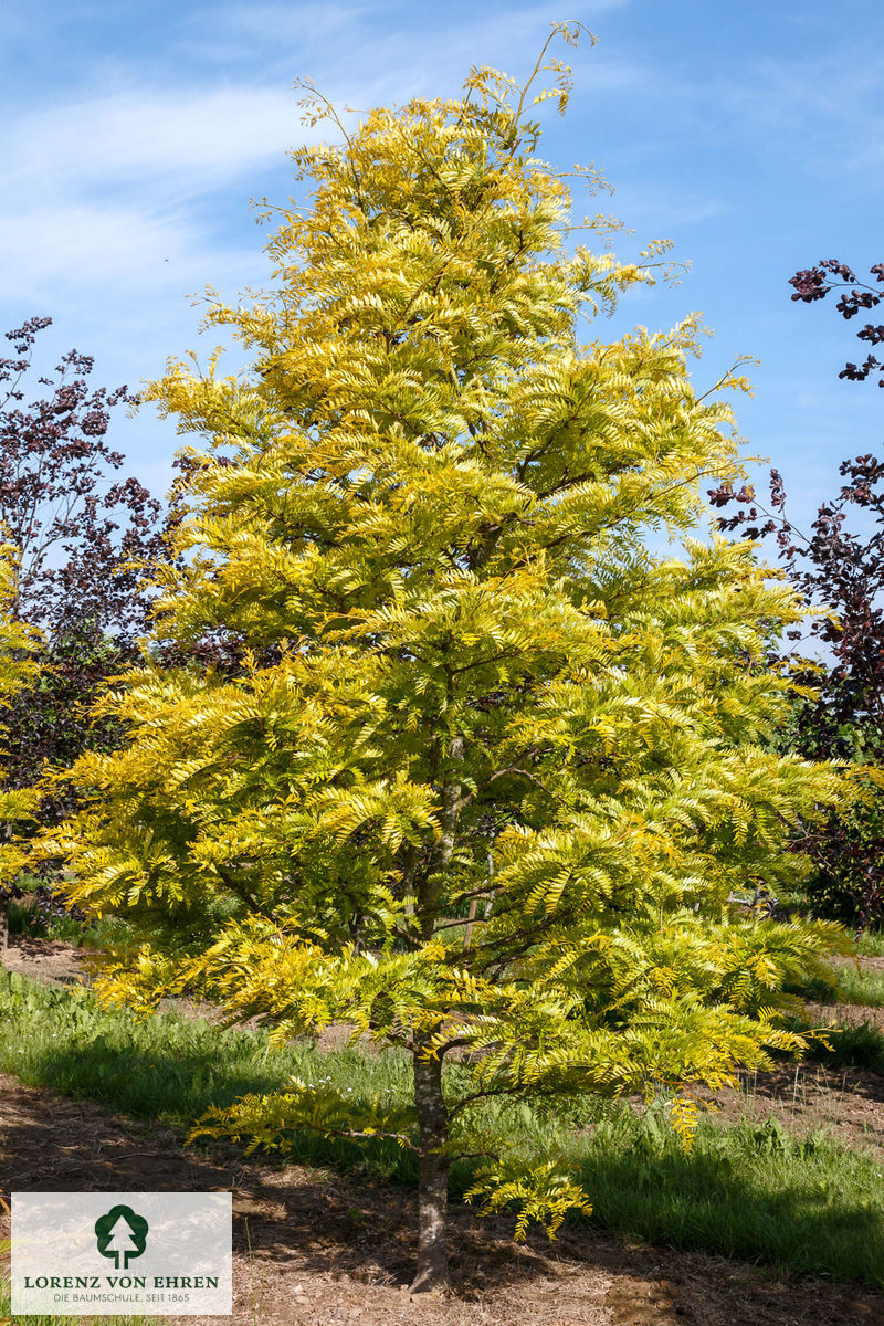 Gleditsia triacanthos 'Sunburst'