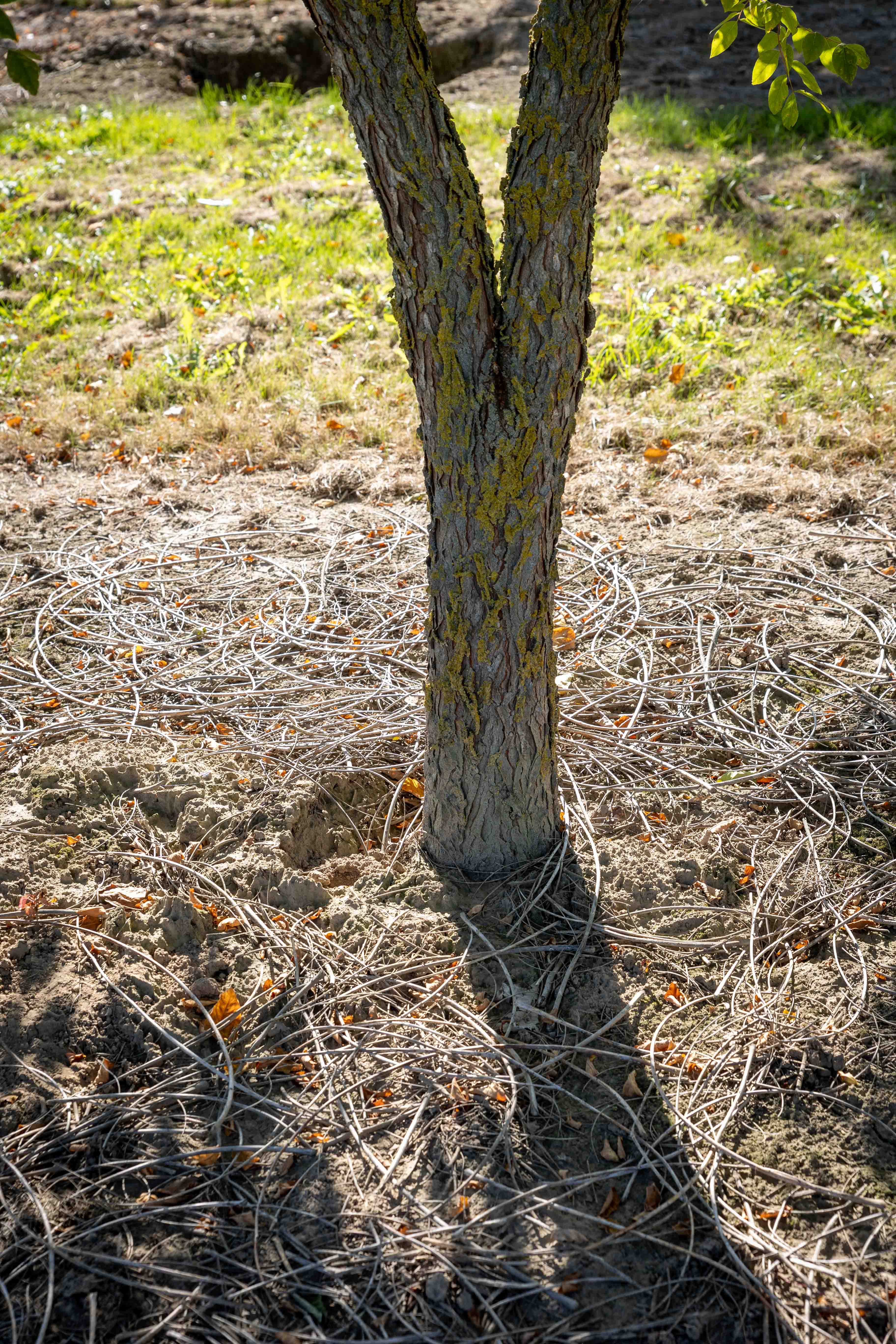 Der untere, in zwei Stämme gespaltene Stamm des Baumes hat eine raue, mit Flechten bewachsene Rinde.