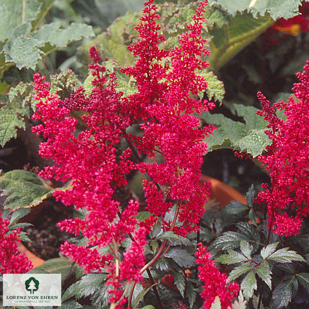 Astilbe arendsii 'Glut'