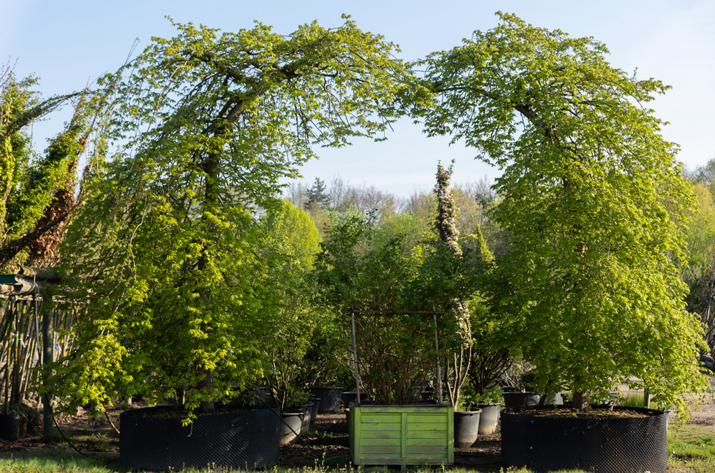 Carpinus betulus Bogen Zwei Buchen formen einen Bogen