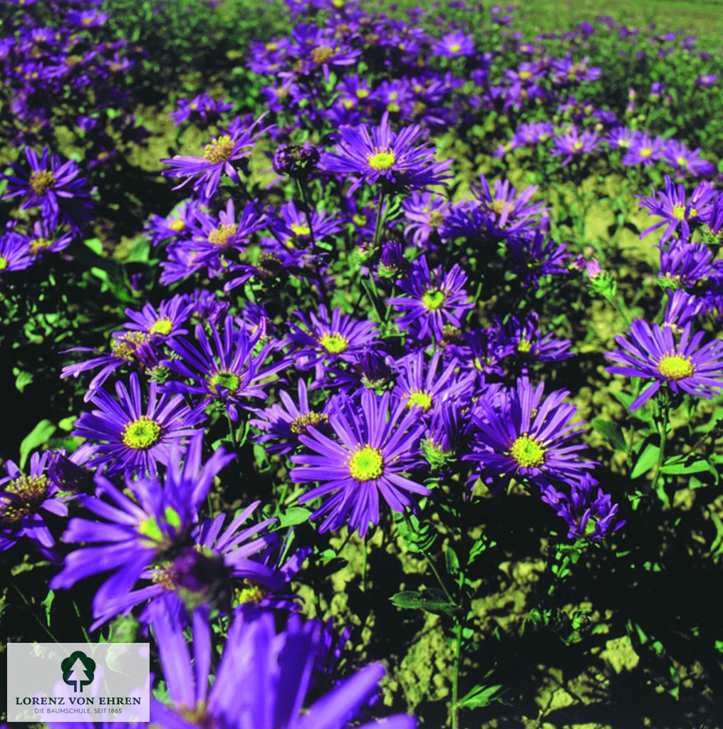Aster amellus 'Veilchenkönigin'