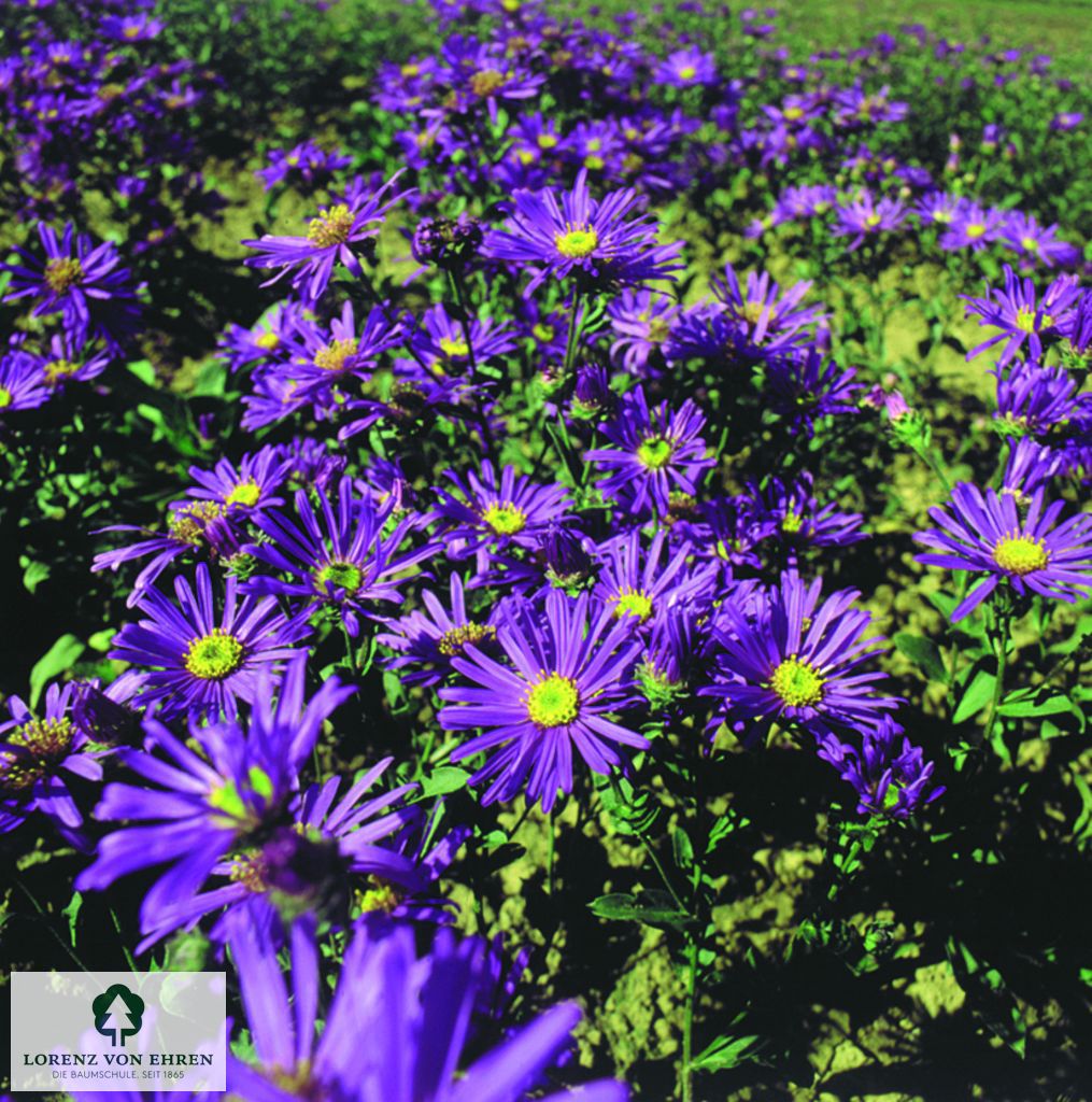 Aster amellus 'Veilchenkönigin'