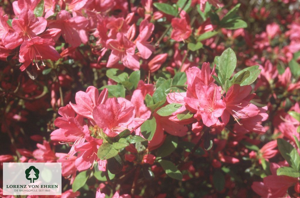 Rhododendron Japanische Azalee 'Rosalind'
