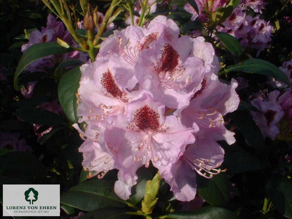 Rhododendron Hybride 'Humboldt'