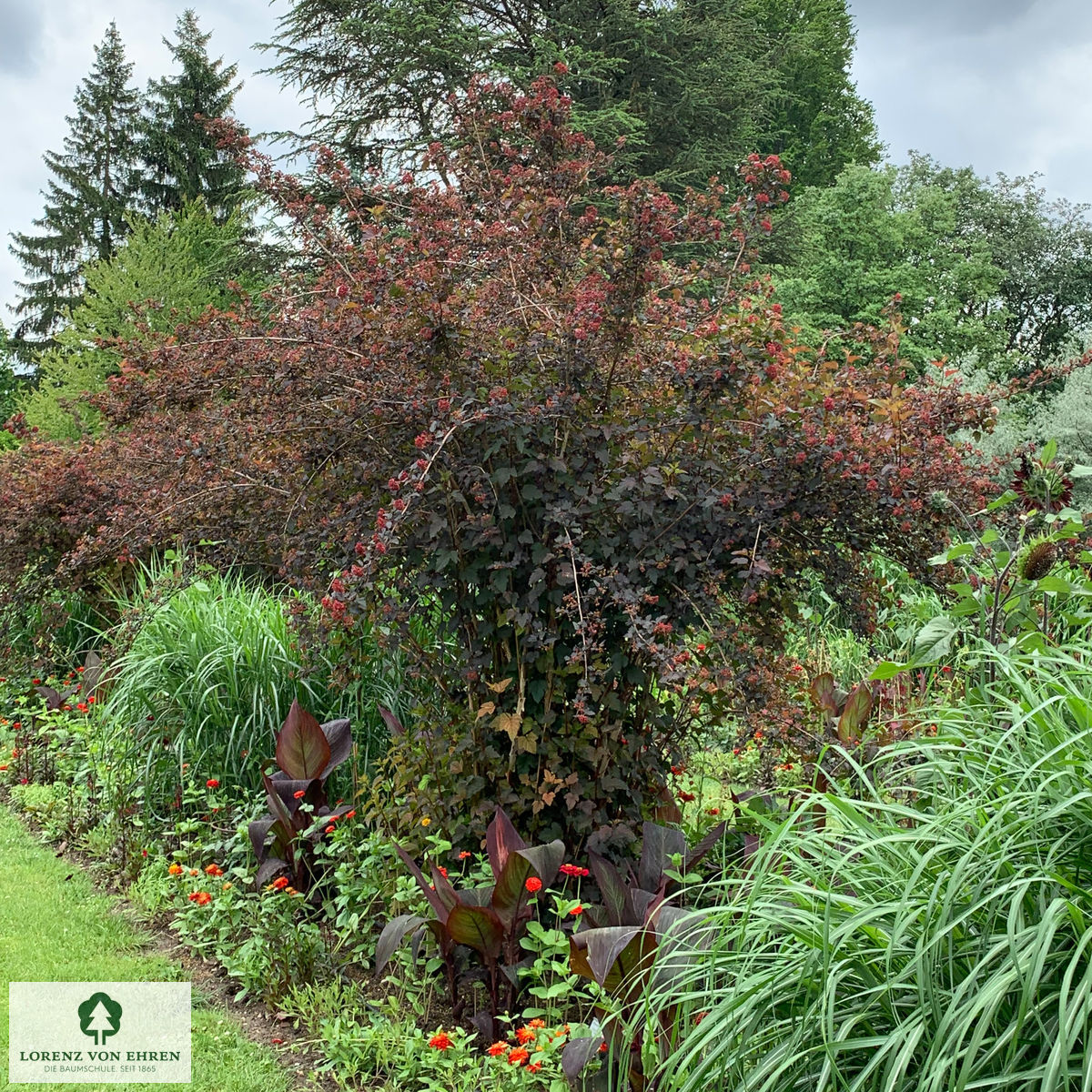 Physocarpus opulifolius 'Diabolo'