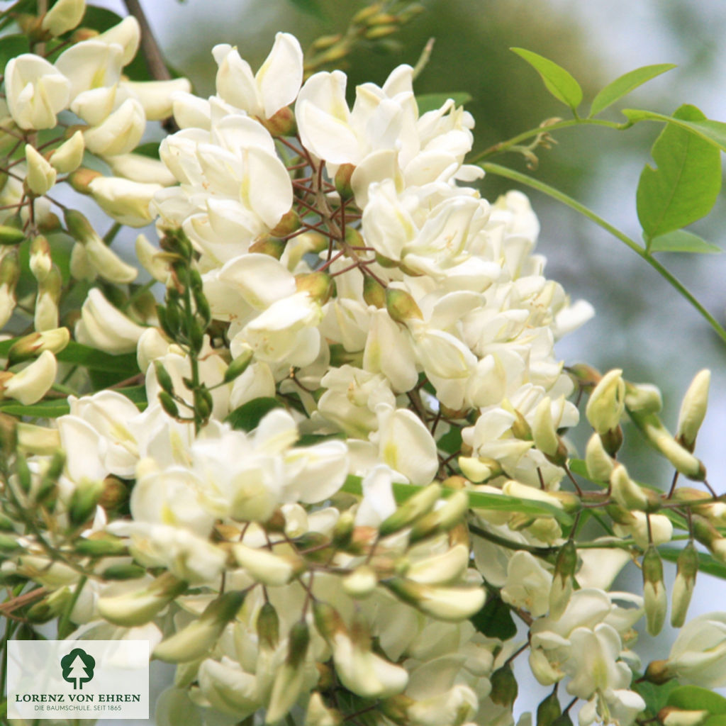 Robinia pseudoacacia 'Unifolia'