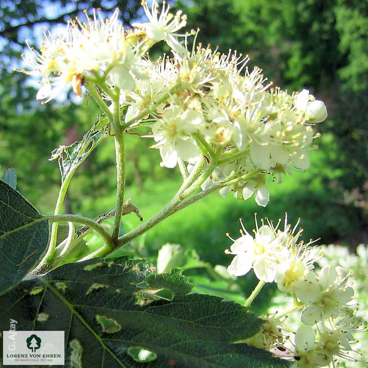 Sorbus intermedia