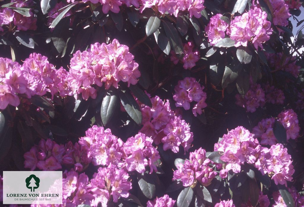 Rhododendron Hybride 'Blutopia'