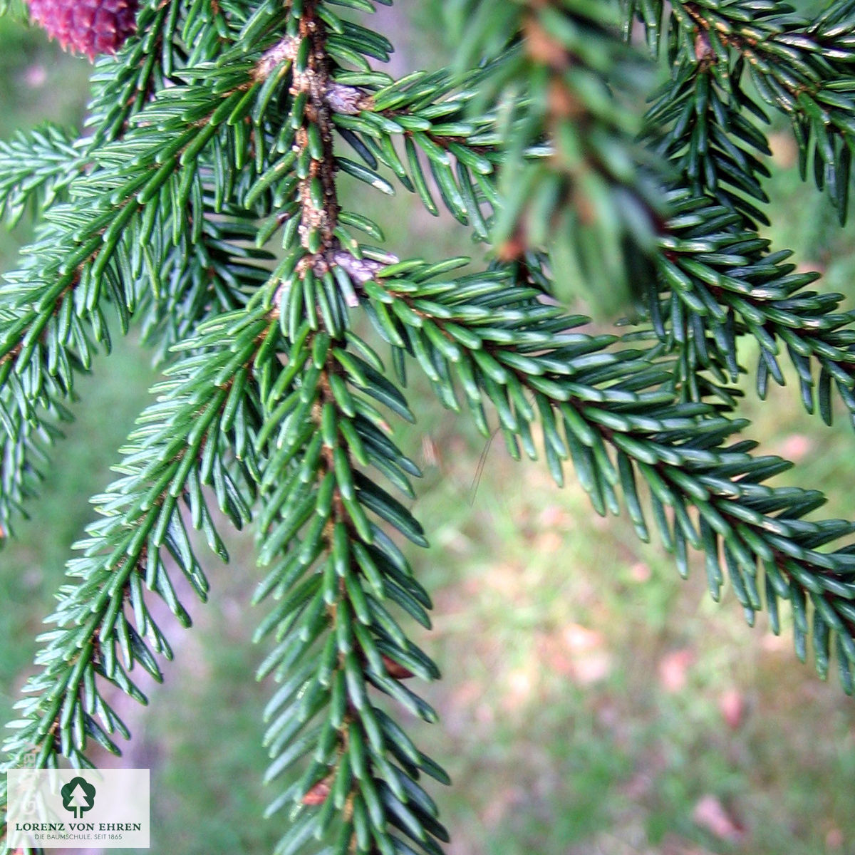 Picea orientalis