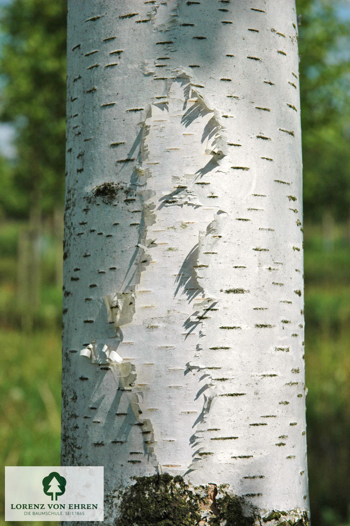 Betula papyrifera