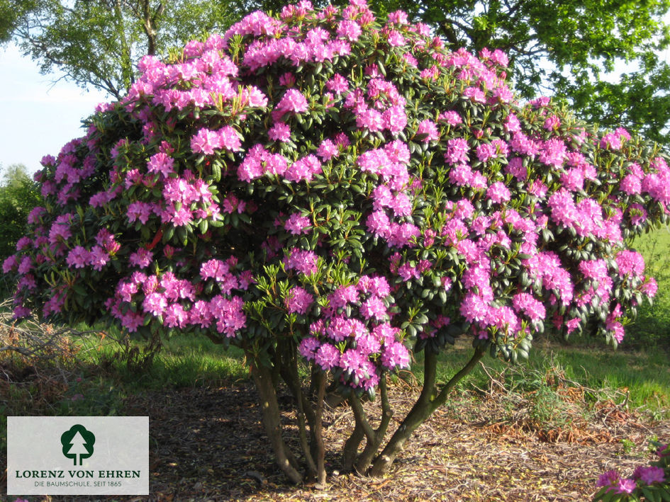 Rhododendron Hybride 'Catawbiense Grandiflorum'