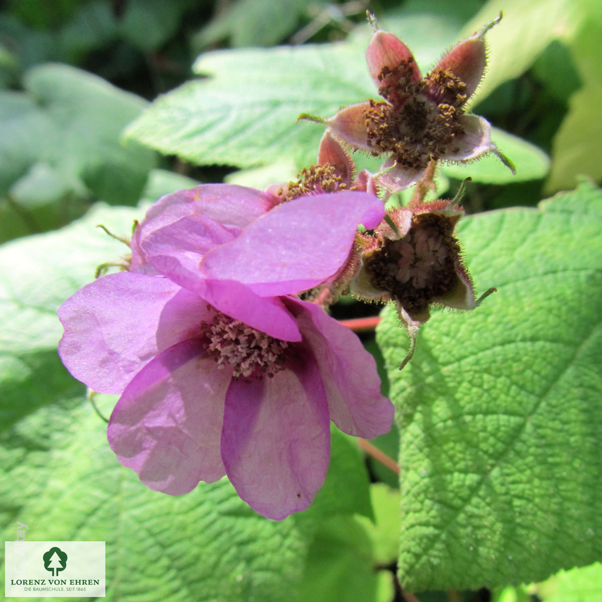 Rubus odoratus
