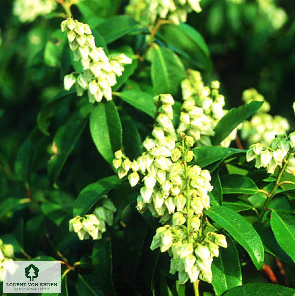 Pieris floribunda