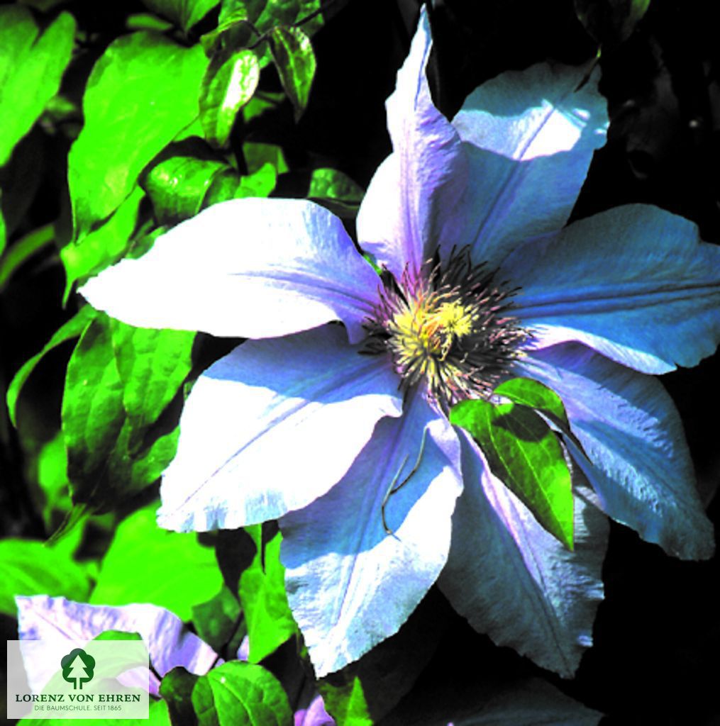 Clematis 'Lasurstern'