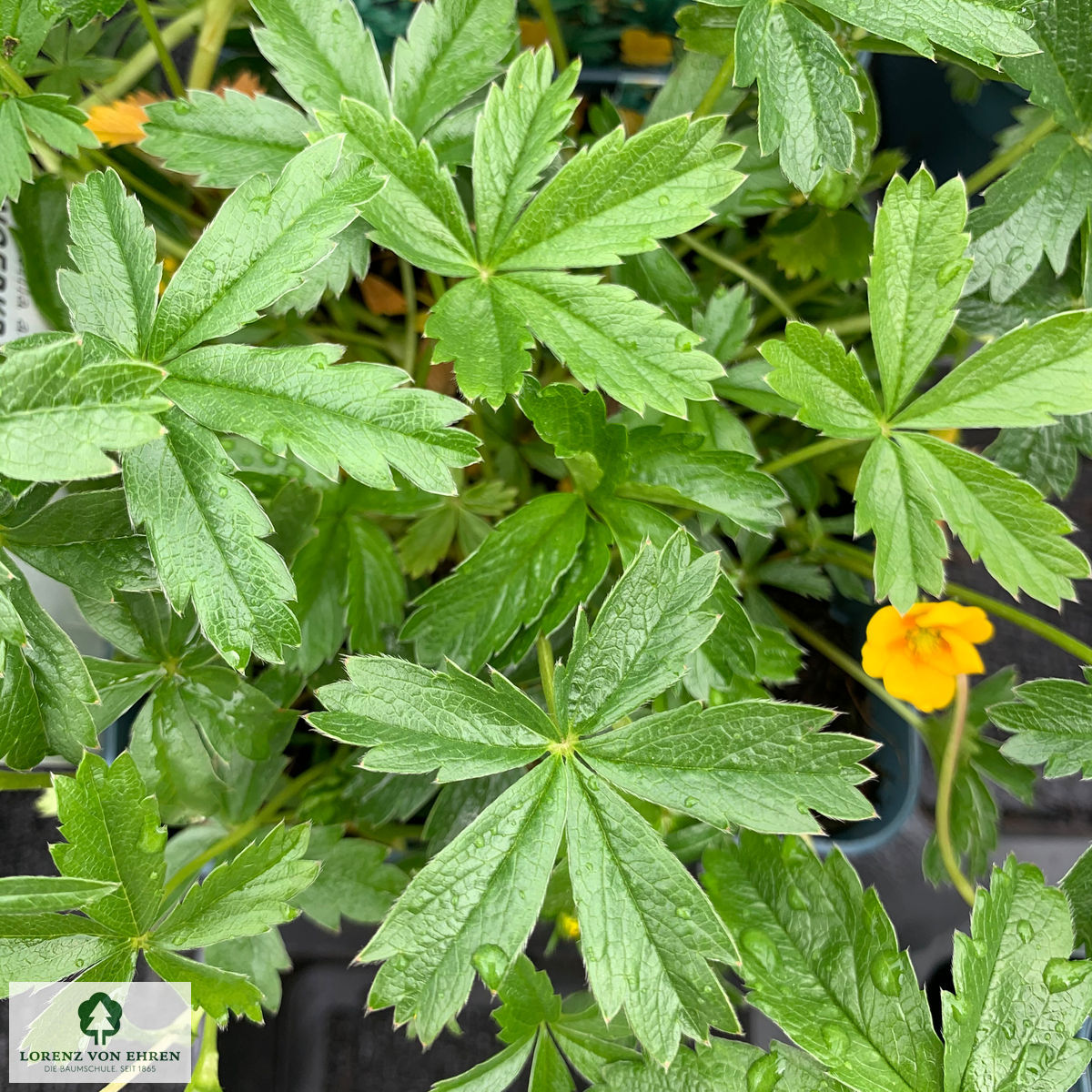 Potentilla aurea