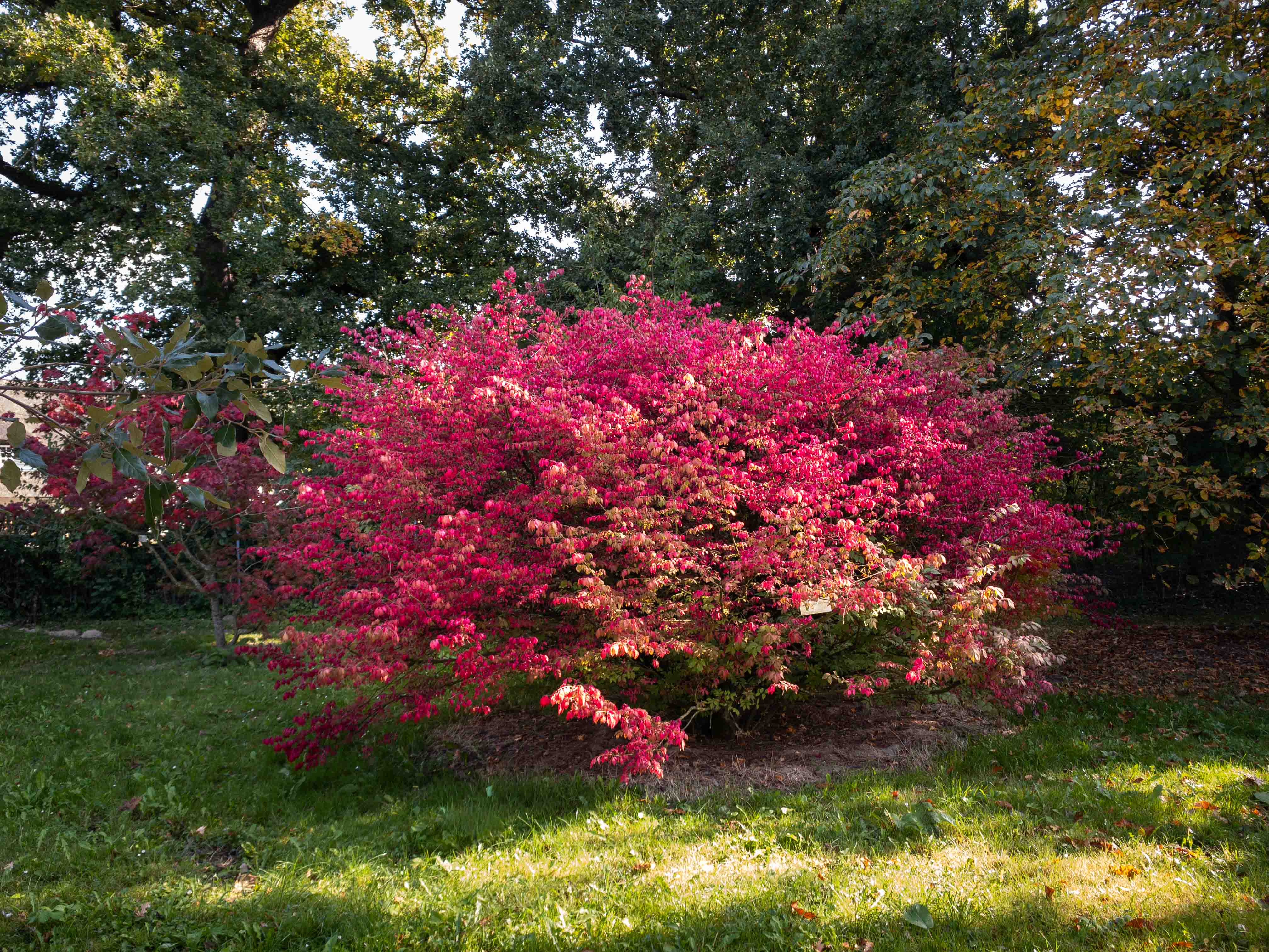 Solitär in kräftig roter Herbstfärbung