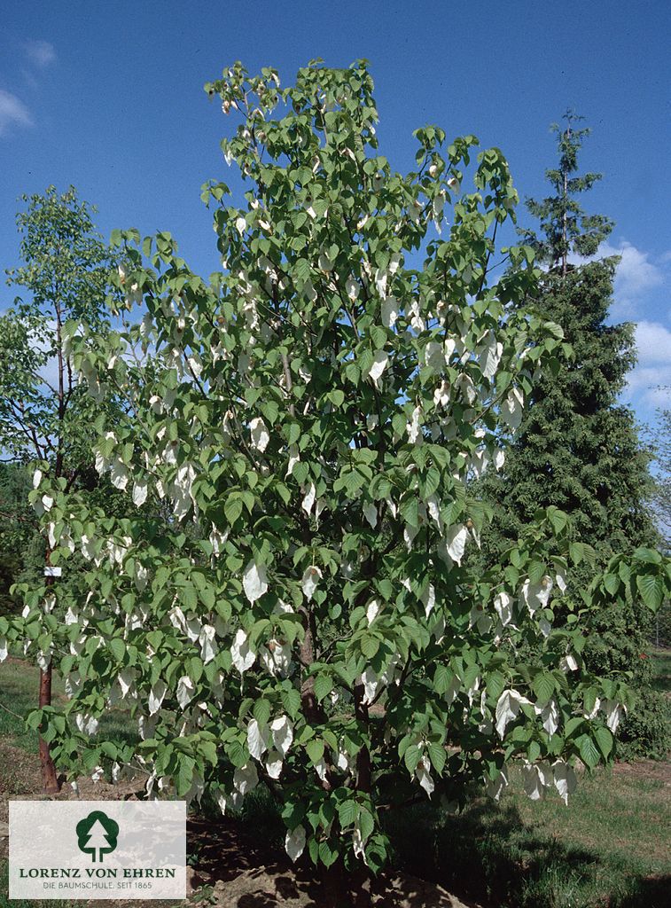 Davidia involucrata vilmoriniana