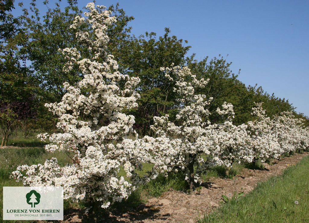 Malus 'Tina'