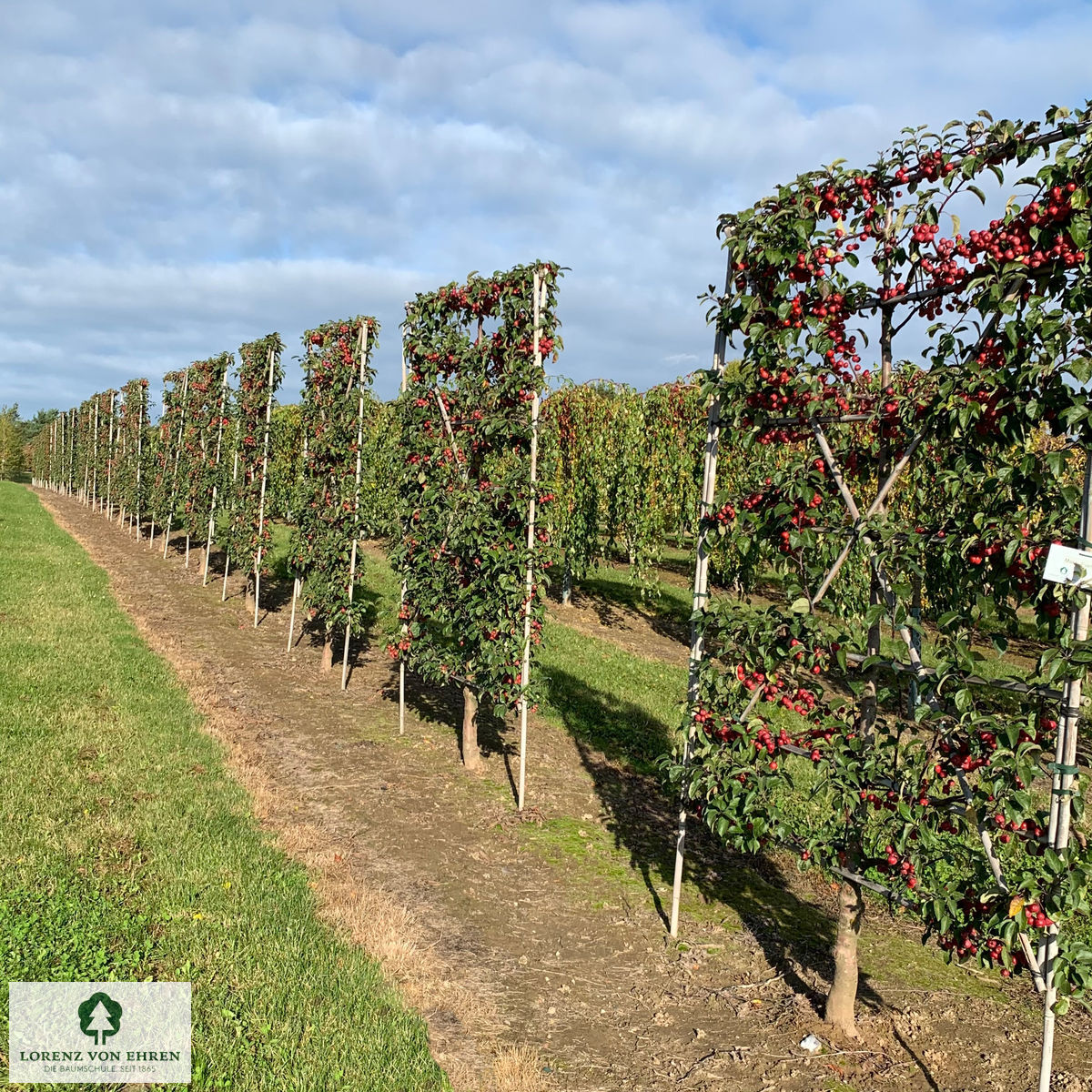 Malus everste Spalier